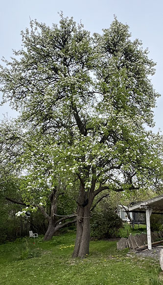 Järna Bed and Breakfast exteriör